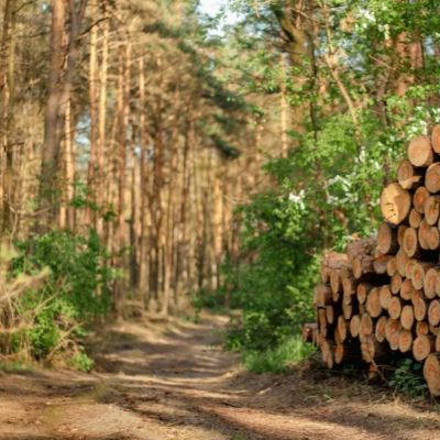 EU revises product scope, simplifies deforestation rules ahead of 2026 rollout 